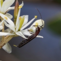 Syllitus sp. (genus) (Syllitus longhorn beetle) at The Pinnacle - 28 Dec 2023 by AlisonMilton