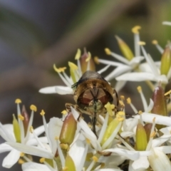 Odontomyia hunteri (Soldier fly) at The Pinnacle - 28 Dec 2023 by AlisonMilton