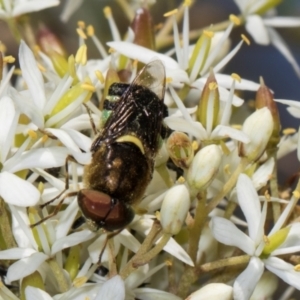 Odontomyia hunteri at The Pinnacle - 28 Dec 2023