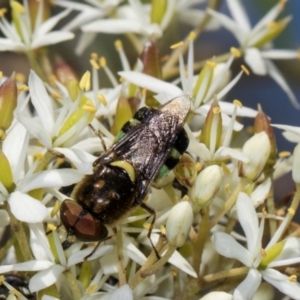 Odontomyia hunteri at The Pinnacle - 28 Dec 2023 10:32 AM