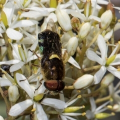 Odontomyia hunteri at The Pinnacle - 28 Dec 2023