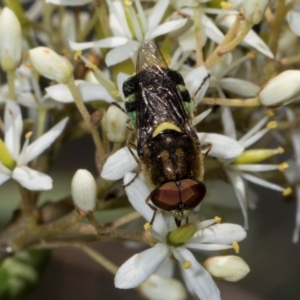 Odontomyia hunteri at The Pinnacle - 28 Dec 2023 10:32 AM