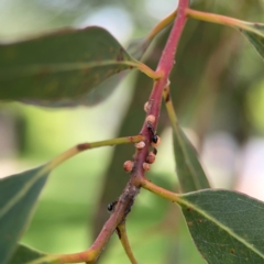 Unidentified Eucalyptus Gall at City Renewal Authority Area - 7 Jan 2024 by Hejor1