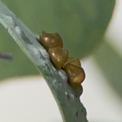 Lepidoptera unclassified IMMATURE moth at City Renewal Authority Area - 7 Jan 2024