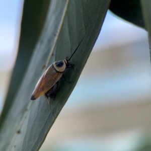 Ellipsidion australe at City Renewal Authority Area - 7 Jan 2024