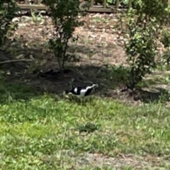 Grallina cyanoleuca at Braddon, ACT - 7 Jan 2024 01:21 PM