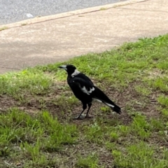 Gymnorhina tibicen (Australian Magpie) at City Renewal Authority Area - 7 Jan 2024 by Hejor1