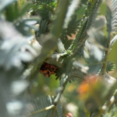 Icerya acaciae (Acacia mealy bug) at City Renewal Authority Area - 7 Jan 2024 by Hejor1
