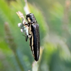 Agrilus hypoleucus (Hypoleucus jewel beetle) at Braddon, ACT - 7 Jan 2024 by Hejor1