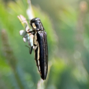 Agrilus hypoleucus at City Renewal Authority Area - 7 Jan 2024 02:21 PM