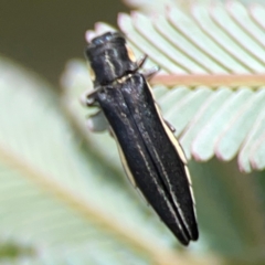 Agrilus hypoleucus at City Renewal Authority Area - 7 Jan 2024