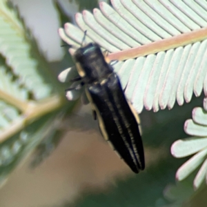 Agrilus hypoleucus at City Renewal Authority Area - 7 Jan 2024 02:21 PM