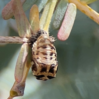 Harmonia conformis (Common Spotted Ladybird) at Braddon, ACT - 7 Jan 2024 by Hejor1