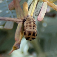 Harmonia conformis at City Renewal Authority Area - 7 Jan 2024 02:20 PM