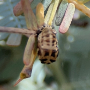 Harmonia conformis at City Renewal Authority Area - 7 Jan 2024 02:20 PM