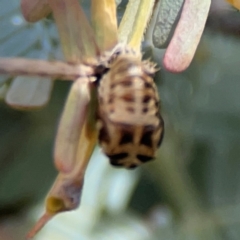 Harmonia conformis at City Renewal Authority Area - 7 Jan 2024 02:20 PM