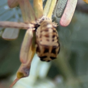 Harmonia conformis at City Renewal Authority Area - 7 Jan 2024 02:20 PM