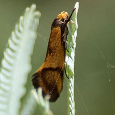 Isomoralla pyrrhoptera (A concealer moth) at Braddon, ACT - 7 Jan 2024 by Hejor1