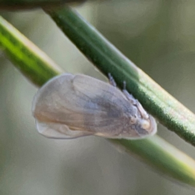 Anzora unicolor (Grey Planthopper) at Braddon, ACT - 7 Jan 2024 by Hejor1