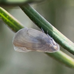 Anzora unicolor at City Renewal Authority Area - 7 Jan 2024