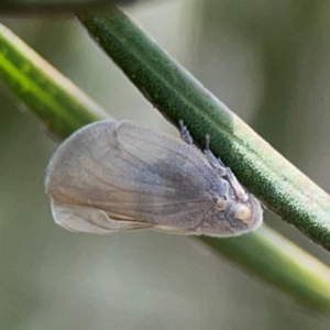 Anzora unicolor at City Renewal Authority Area - 7 Jan 2024