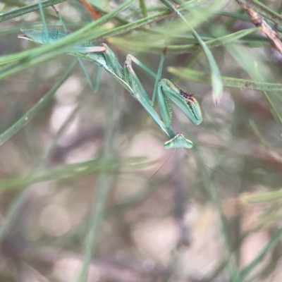 Orthodera ministralis at Braddon, ACT - 7 Jan 2024 by Hejor1