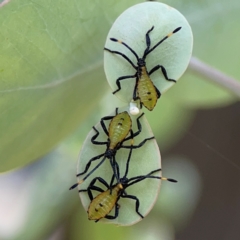 Amorbus obscuricornis (Eucalyptus Tip Wilter) at City Renewal Authority Area - 7 Jan 2024 by Hejor1