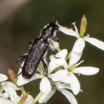 Eleale simplex (Clerid beetle) at Hawker, ACT - 27 Dec 2023 by AlisonMilton