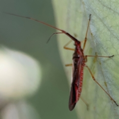 Rayieria acaciae (Acacia-spotting bug) at Braddon, ACT - 7 Jan 2024 by Hejor1