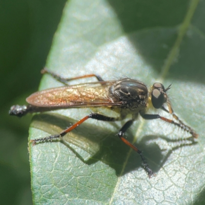 Zosteria rosevillensis (A robber fly) at City Renewal Authority Area - 7 Jan 2024 by Hejor1