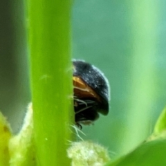 Apolinus lividigaster at City Renewal Authority Area - 7 Jan 2024