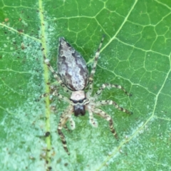Helpis minitabunda (Threatening jumping spider) at Braddon, ACT - 7 Jan 2024 by Hejor1