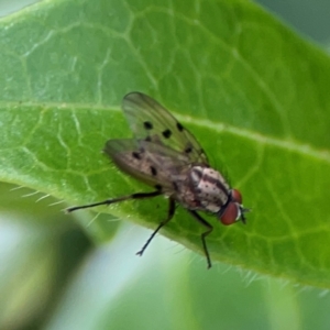 Anthomyia punctipennis at City Renewal Authority Area - 7 Jan 2024 01:51 PM