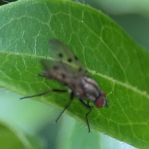 Anthomyia punctipennis at City Renewal Authority Area - 7 Jan 2024 01:51 PM