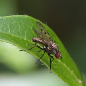 Anthomyia punctipennis at City Renewal Authority Area - 7 Jan 2024 01:51 PM