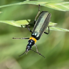 Chauliognathus lugubris (Plague Soldier Beetle) at Braddon, ACT - 7 Jan 2024 by Hejor1