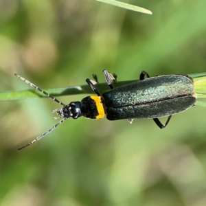 Chauliognathus lugubris at Braddon, ACT - 7 Jan 2024