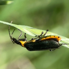 Chauliognathus lugubris at Braddon, ACT - 7 Jan 2024