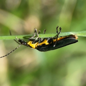 Chauliognathus lugubris at Braddon, ACT - 7 Jan 2024