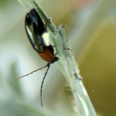 Adoxia benallae (Leaf beetle) at Braddon, ACT - 7 Jan 2024 by Hejor1