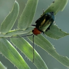 Adoxia benallae at Braddon, ACT - 7 Jan 2024