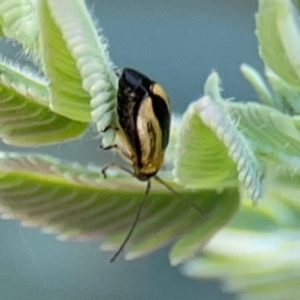 Monolepta froggatti at Braddon, ACT - 7 Jan 2024