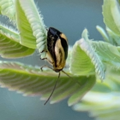 Monolepta froggatti (Leaf beetle) at Braddon, ACT - 7 Jan 2024 by Hejor1