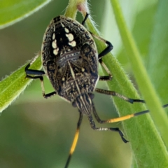 Pentatomidae (family) (Shield or Stink bug) at Braddon, ACT - 7 Jan 2024 by Hejor1