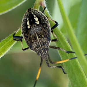 Pentatomidae (family) at Braddon, ACT - 7 Jan 2024