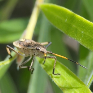 Pentatomidae (family) at Braddon, ACT - 7 Jan 2024 01:25 PM