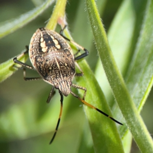 Pentatomidae (family) at Braddon, ACT - 7 Jan 2024 01:25 PM