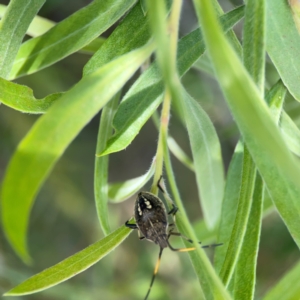 Pentatomidae (family) at Braddon, ACT - 7 Jan 2024 01:25 PM