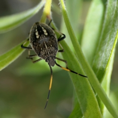 Pentatomidae (family) at Braddon, ACT - 7 Jan 2024 01:25 PM