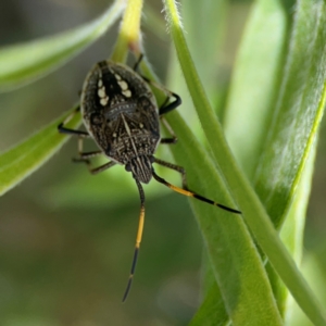 Pentatomidae (family) at Braddon, ACT - 7 Jan 2024